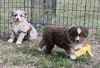Standard Australian, a male Australian Shepherd for sale in Browerville, MN – Photo 5 of 9