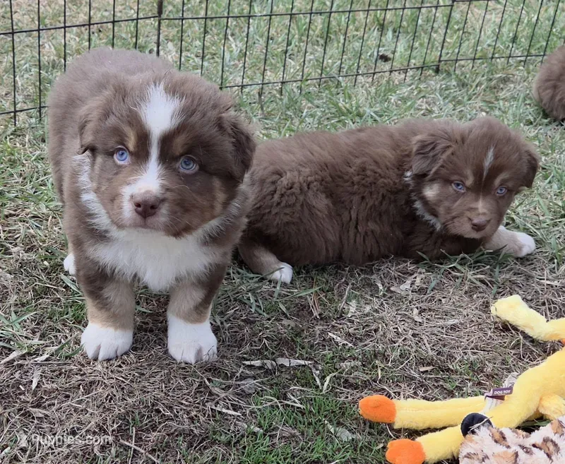 Standard Australian – Australian Shepherd puppy for sale in Browerville, MN