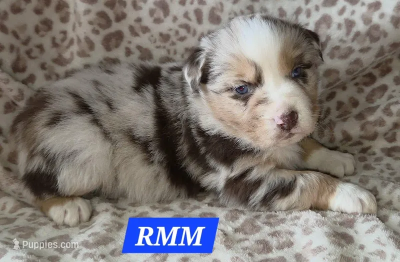 Standard Australian – Australian Shepherd puppy for sale in Browerville, MN