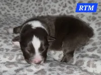 Standard Australian, a male Australian Shepherd for sale in Browerville, MN – Photo 4 of 4