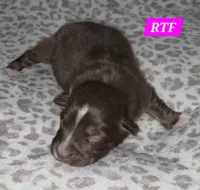 Standard Australian, a male Australian Shepherd for sale in Browerville, MN – Photo 3 of 4