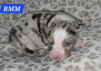 Standard Australian, a male Australian Shepherd for sale in Browerville, MN – Photo 2 of 4