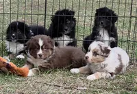 Standard Australian, a male Australian Shepherd for sale in Browerville, MN – Photo 3 of 9