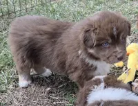 Standard Australian, a male Australian Shepherd for sale in Browerville, MN – Photo 6 of 9