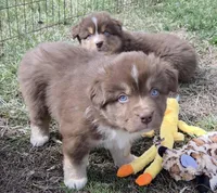 Standard Australian, a male Australian Shepherd for sale in Browerville, MN – Photo 9 of 9