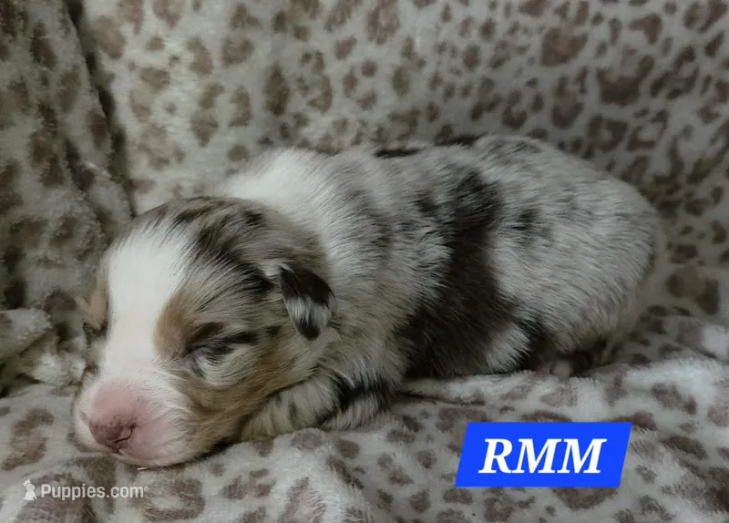 Standard Australian – Australian Shepherd puppy for sale in Browerville, MN