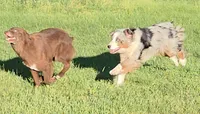 Terra, a female Australian Shepherd for sale in Browerville, MN – 5 of 9