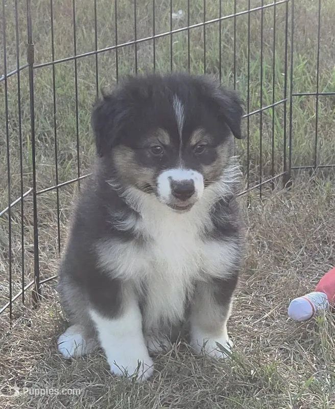 Black tri F #2 – Australian Shepherd puppy for sale in Browerville, MN