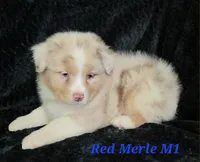 Red merle males, a male Australian Shepherd for sale in Browerville, MN – 3 of 4