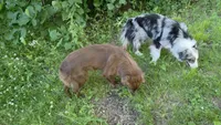 Slim Shady, a male Australian Shepherd for sale in Browerville, MN – 6 of 7
