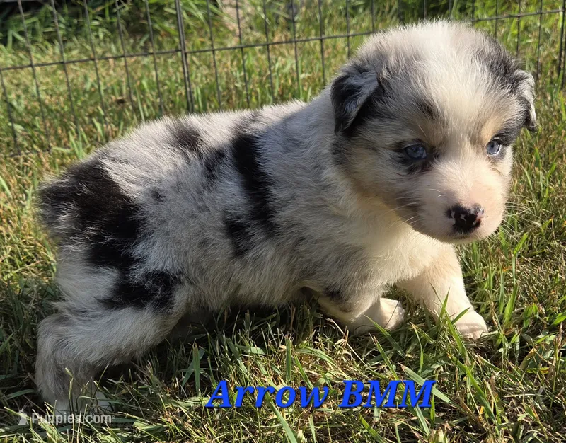 Blue merle Male – Australian Shepherd puppy for sale in Browerville, MN