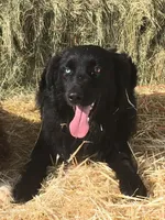 AKC males, a male Australian Shepherd for sale in Browerville, MN – Photo 8 of 10