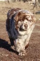 AKC males, a male Australian Shepherd for sale in Browerville, MN – Photo 9 of 10