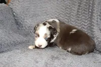 AKC males, a male Australian Shepherd for sale in Browerville, MN – Photo 6 of 10