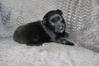 AKC males, a male Australian Shepherd for sale in Browerville, MN – Photo 5 of 10