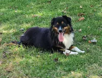Dreamer, a female Australian Shepherd for sale in Browerville, MN – Photo 2 of 2