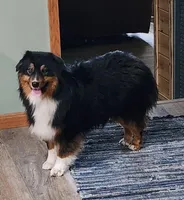 Dreamer, a female Australian Shepherd for sale in Browerville, MN – Photo 1 of 2