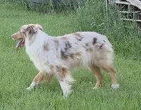 Gracie, a female Australian Shepherd for sale in Browerville, MN – 2 of 5