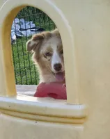 Sierra, a female Australian Shepherd for sale in Browerville, MN – 4 of 5
