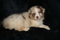 Red Merle Female, a female Australian Shepherd for sale in Browerville, MN – 4 of 5
