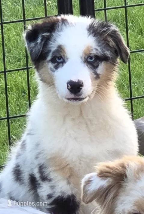 Hope – Australian Shepherd puppy for sale in Browerville, MN