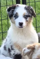 Hope, a female Australian Shepherd for sale in Browerville, MN – 1 of 3