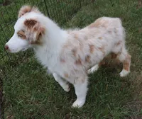 Red Merle female, a female Australian Shepherd for sale in Browerville, MN – 2 of 5