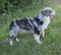 Slim Shady, a male Australian Shepherd for sale in Browerville, MN – 7 of 7
