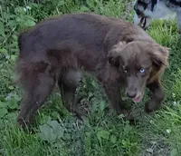 Terra, a female Australian Shepherd for sale in Browerville, MN – 4 of 9