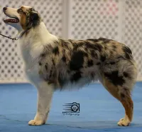 Black tri F #2, a female Australian Shepherd for sale in Browerville, MN – 2 of 6