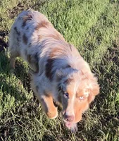 Gracie, a female Australian Shepherd for sale in Browerville, MN – 4 of 5
