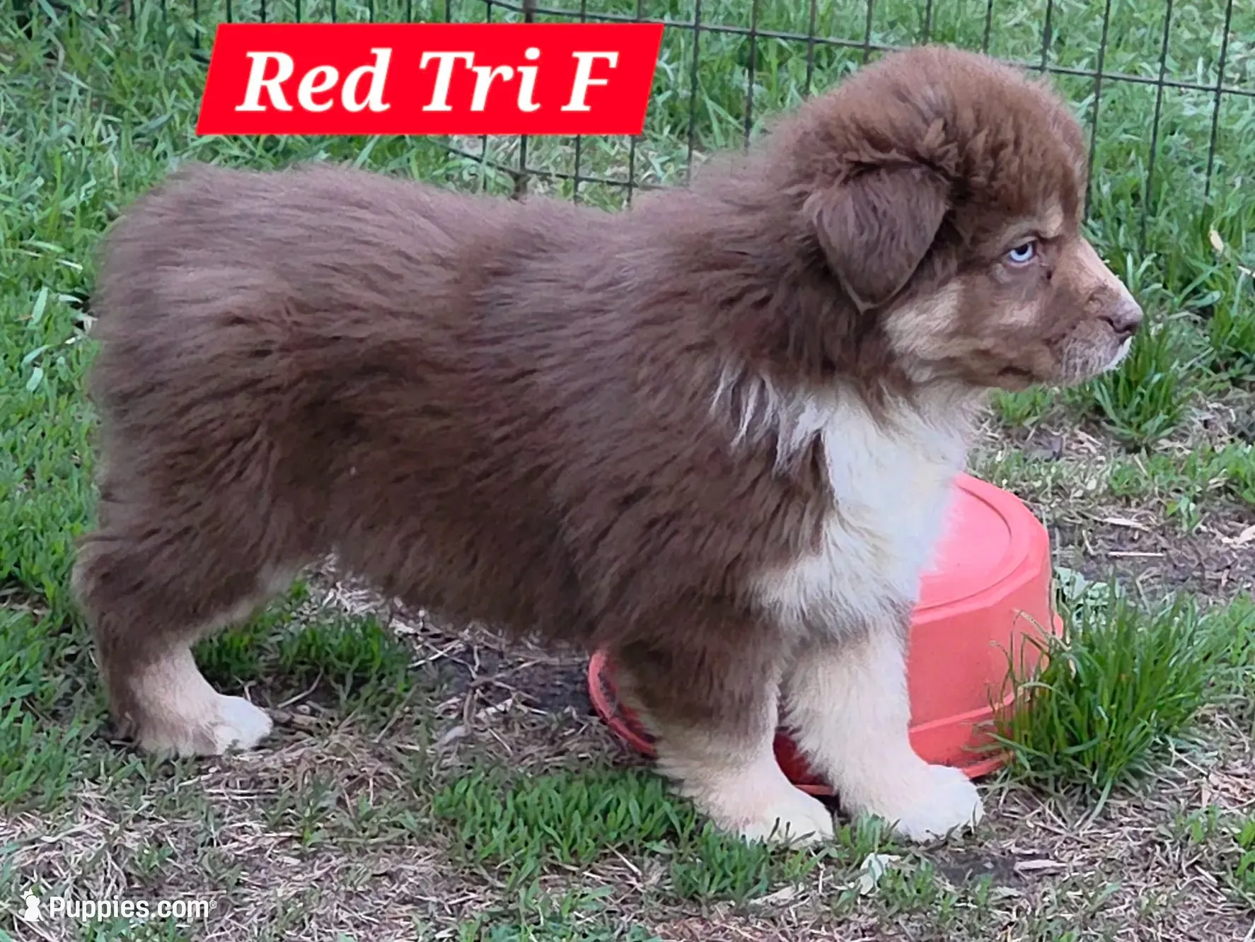 Reduced! Standard Australian, a male Australian Shepherd for sale in Browerville, MN – 4 of 7