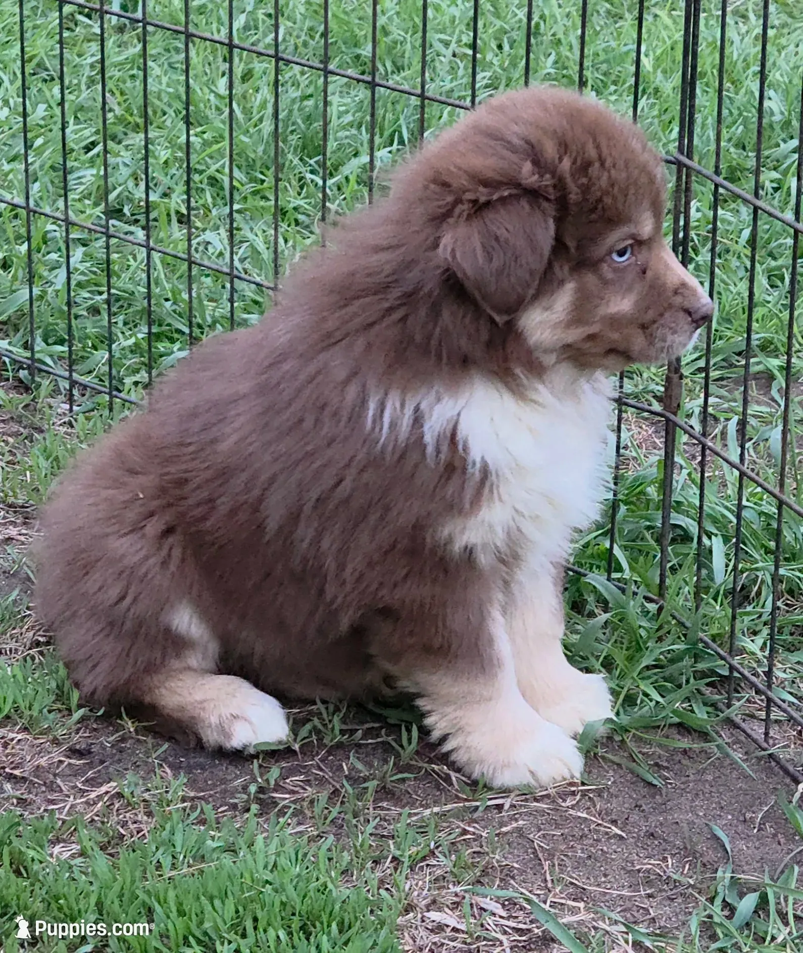 Reduced! Standard Australian, a male Australian Shepherd for sale in Browerville, MN – 7 of 7