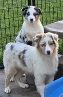 Sierra, a female Australian Shepherd for sale in Browerville, MN – 2 of 5