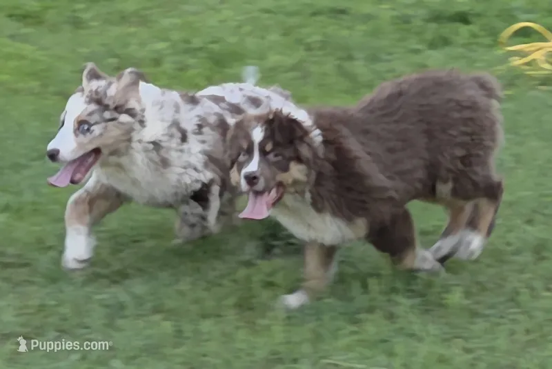 Reduced! Standard Australian males – Australian Shepherd puppy for sale in Browerville, MN