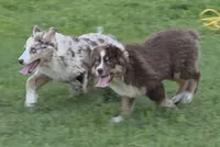 Reduced! Standard Australian male, a male Australian Shepherd for sale in Browerville, MN – 2 of 3