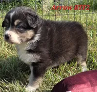 Black tri F #2, a female Australian Shepherd for sale in Browerville, MN – 6 of 6