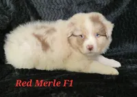 Red Merle Female, a female Australian Shepherd for sale in Browerville, MN – 3 of 5