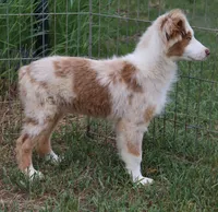 Red Merle female, a female Australian Shepherd for sale in Browerville, MN – 3 of 5