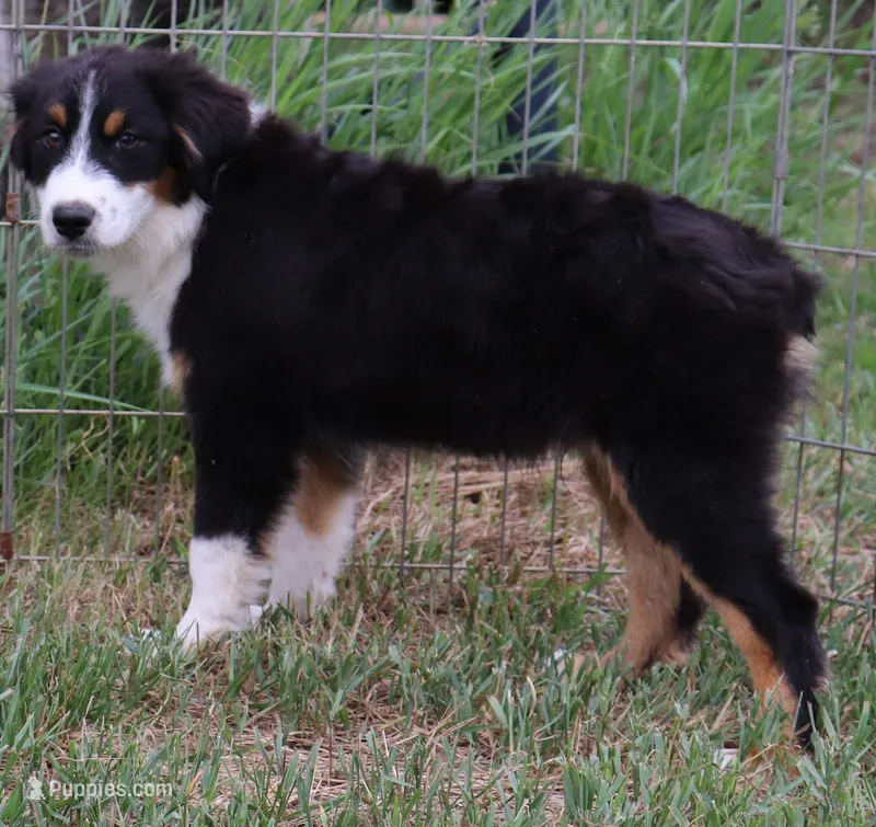 Black Tri male – Australian Shepherd puppy for sale in Browerville, MN