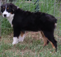 Black Tri male, a male Australian Shepherd for sale in Browerville, MN – 1 of 3