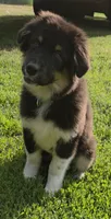 Junior, a male Australian Shepherd for sale in Browerville, MN – 3 of 3