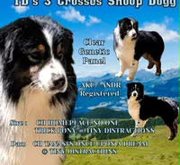 Black Tri Male, a male Australian Shepherd for sale in Browerville, MN – 5 of 6
