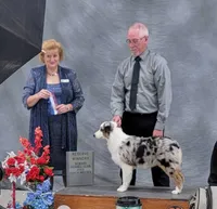 Black tri F #2, a female Australian Shepherd for sale in Browerville, MN – 3 of 6