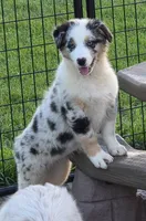 Hope, a female Australian Shepherd for sale in Browerville, MN – 3 of 3