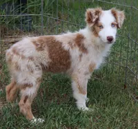 Red Merle female, a female Australian Shepherd for sale in Browerville, MN – 1 of 5