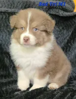 Red Tri Males, a male Australian Shepherd for sale in Browerville, MN – 4 of 5