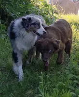 Slim Shady, a male Australian Shepherd for sale in Browerville, MN – 5 of 7
