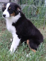 Black Tri Female, a female Australian Shepherd for sale in Browerville, MN – 2 of 5
