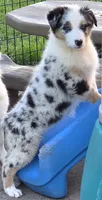 Hope, a female Australian Shepherd for sale in Browerville, MN – 2 of 3
